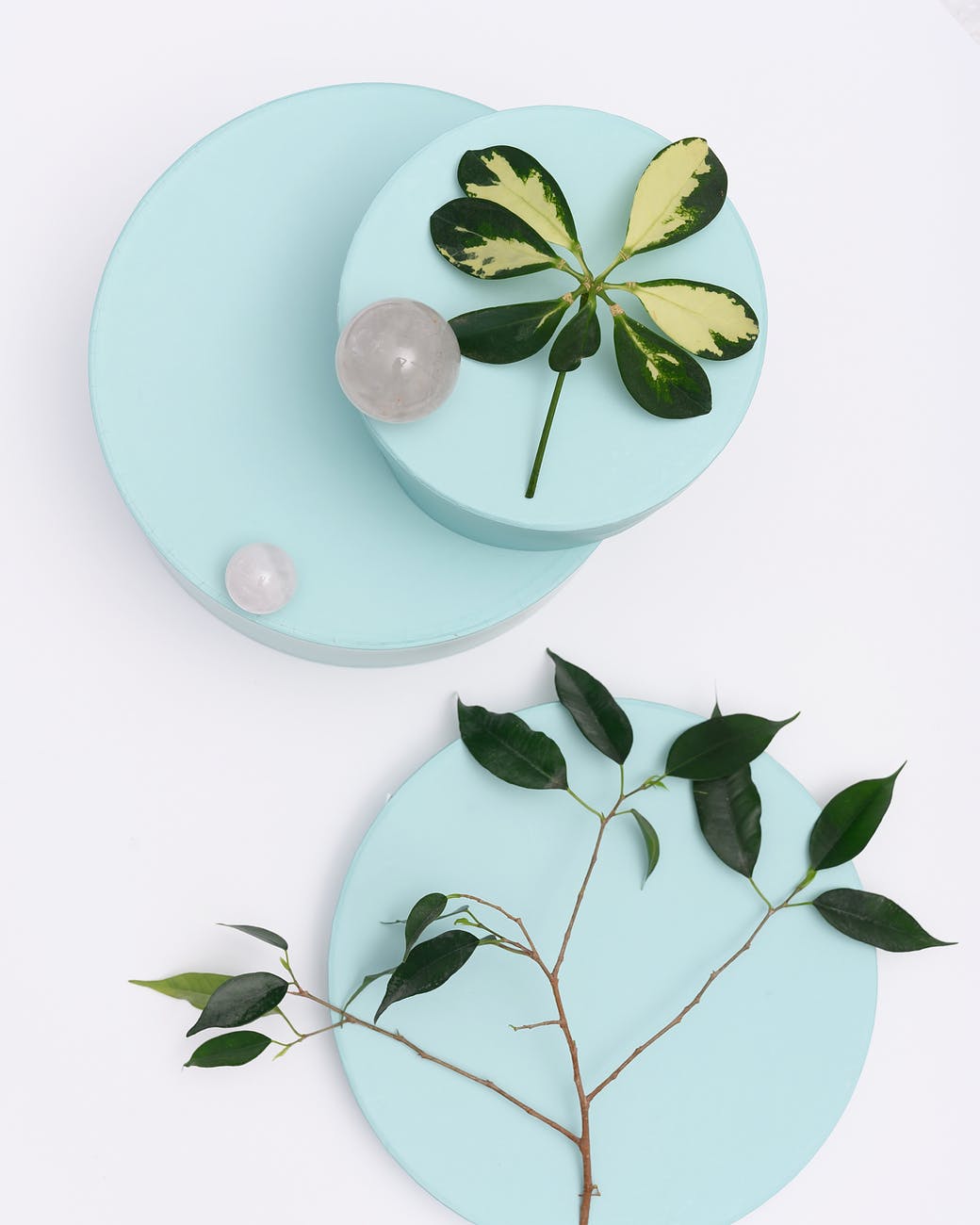 photo of green leaves on top of light blue round objects